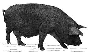 Evolución del cerdo