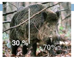 Evolucion en el cerdo