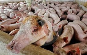 INTRODUCCION DE LOS PRIMERO CERDOS A COLOMBIA