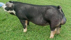 Importación de razas a china