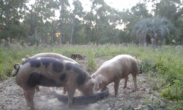 Biotipos de cerdos corrientes