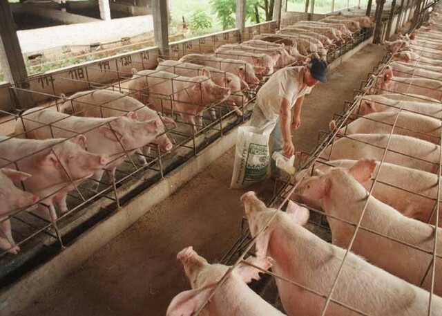 La porcicultura el sistema ganadero más importante del país.