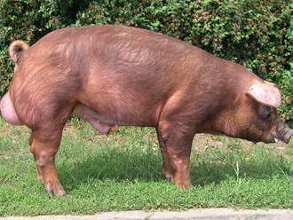 Rasa Duroc