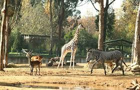 excurcio al zoo