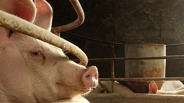 Remplazo de la manteca de cerdo