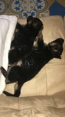 Geburt Hunde Atenea und Andromeda