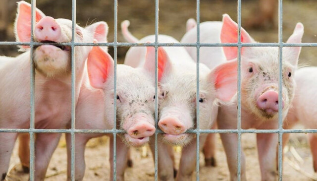 Prohibición de importación de carne a EE.UU