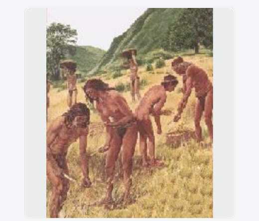 Búsqueda de Alimentos