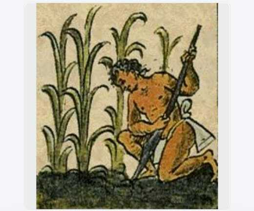 Agricultura y Ganadería 8000 A.C