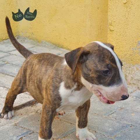 ARRIBADA DE LA MEVA GOSSA