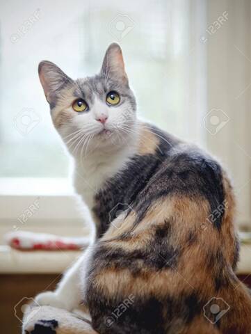 ARRIBADA DE LA MEVA GATA