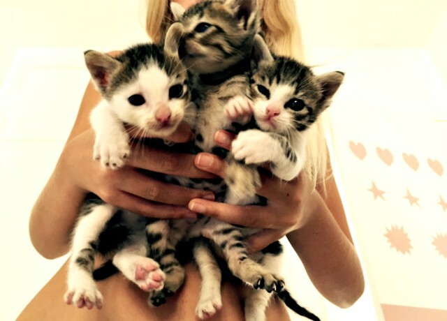 LA MEVA GATA TÉ BEBES