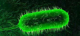 Infermetat (còlera)