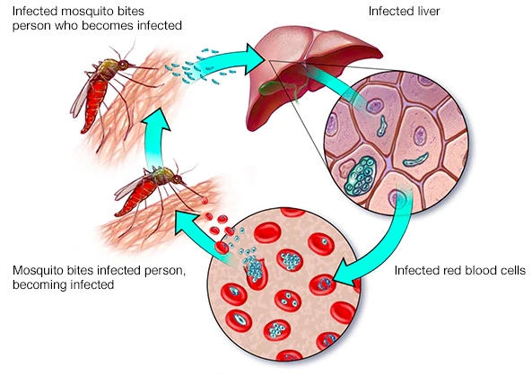 Death of Mr, Gosnold