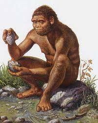 Homo erectus