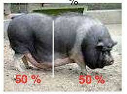 Cerdos en evolución