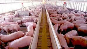 Importación de razas mejoradas