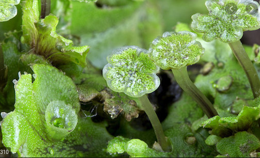 Evolution Of First Land Plants (440 000 000 BC)