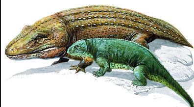 Evolution of first land animals (400 000 000 BC)