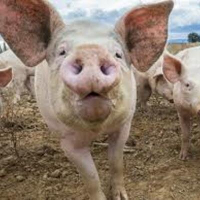 Timeline: Evolución del cerdo hasta nuestros días (Historia) Gerardo Jiménez Santiago Grupo D