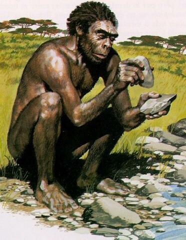 Homo Habilis