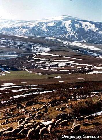 La Trashumancia  y La Mesta