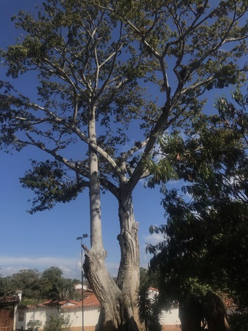 en una piedra de cal. En el mismo sitio se levantó una capilla construida de tapia pisada, teja y poco ornato para rendirle culto a la Virgen. A su alrededor se construyeron las primeras casitas.