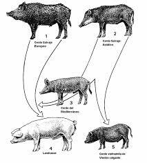 Nacen las razas porcinas.