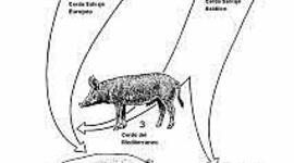 Timeline: Evolución del cerdo hasta nuestros días   -  José Carlos Castillo Cervantes
