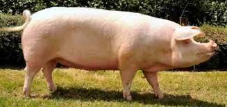 Origen de la raza Landrace en Dinamarca