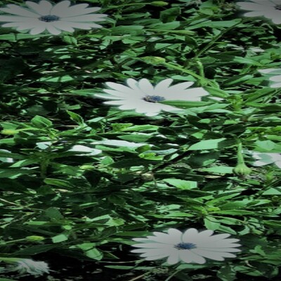 Timeline: Teoria Celular