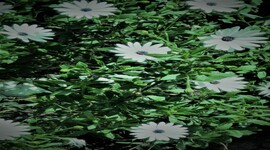 Timeline: Teoria Celular