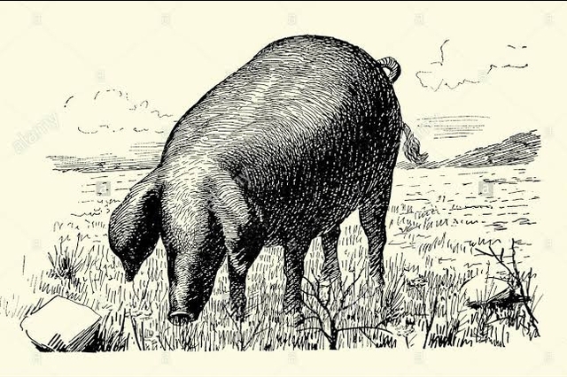 Cerdo Ibérico