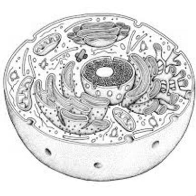 Timeline: Historia de la célula