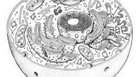 Timeline: Historia de la célula