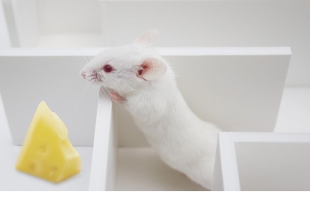 Sensaciones cenestésicas y orgánicas