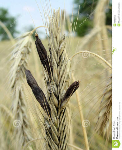 Médico francés Thoullier