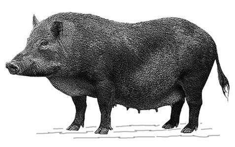 Domesticación del cerdo