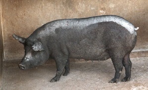 Mukota, primeras razas de cerdos en el mercado