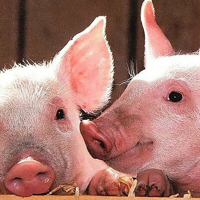 Timeline: Evolución del Cerdo