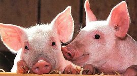 Timeline: Evolución del Cerdo