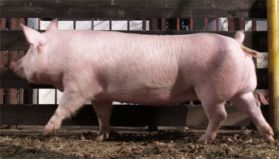 Inicios de la raza Yorkshire en Europa