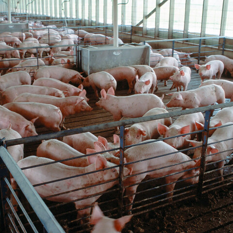 Se prohíbe la importación