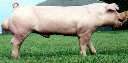 Inicios de la raza Chester White en USA