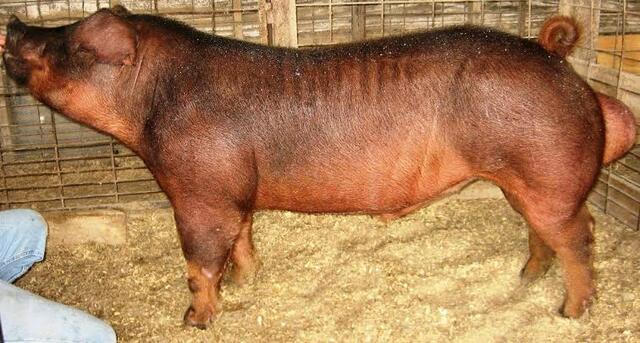 Origen de la raza Duroc