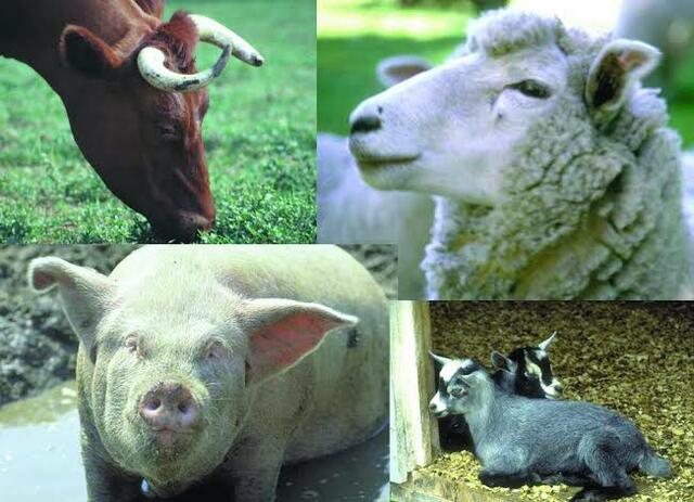 Prohibición de la importación de productos porcinos