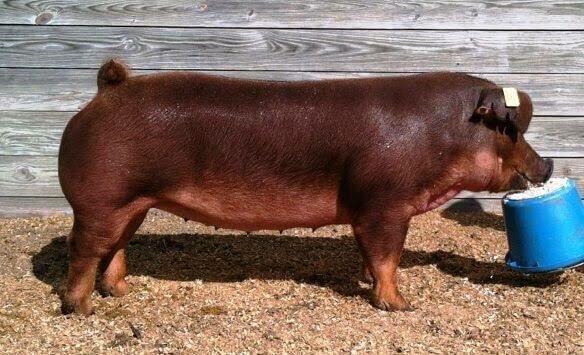 La raza Duroc en USA