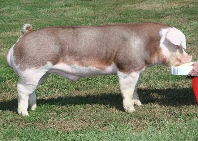 Raza Hereford