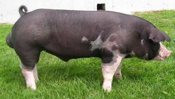 Inicios de la raza Poland China