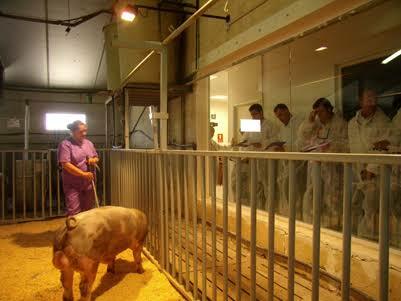 Centros de Selección Porcina